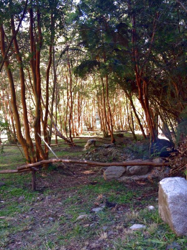 Foto del camping Agua de la Piedra, Niebla, Los Ríos, chile
